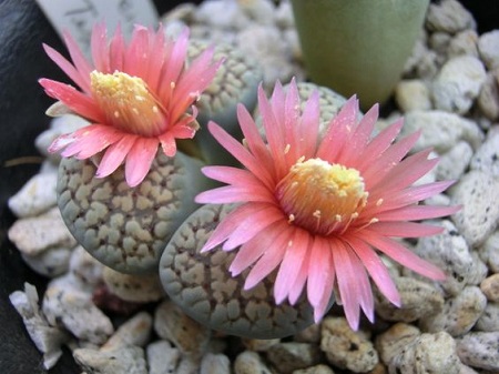 Lithops VERRUCULOSA