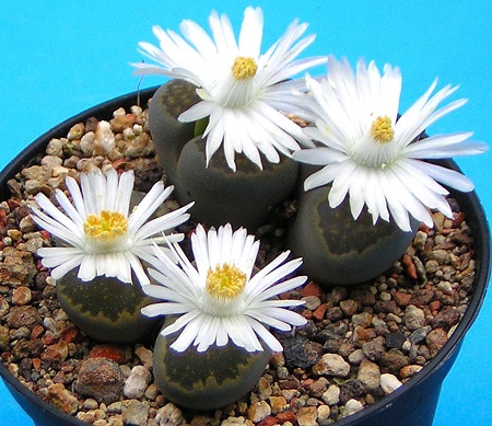 Lithops SALICOLA или Литопс Солерос