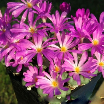 Mesembryanthemum MINUTUM или Мезембриантемум Миниатюрный