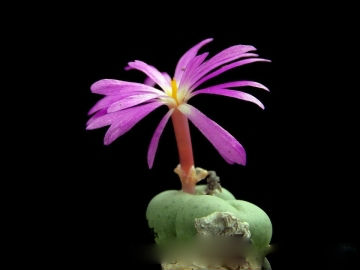Mesembryanthemum MINUTUM или Мезембриантемум Миниатюрный
