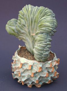 Myrtillocactus GEOMETRIZANS f. Cristatus Variegatus или Миртилокактус Кристатный