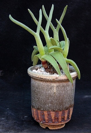 Mitrophyllum MITRATUM или Митрофиллум Митровидный