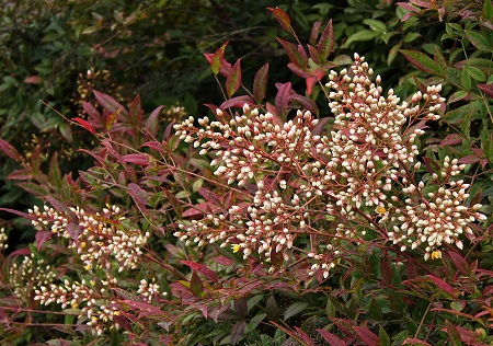 Nandina DOMESTICA или Нандина Домашняя