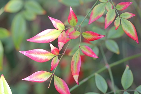 Nandina DOMESTICA или Нандина Домашняя