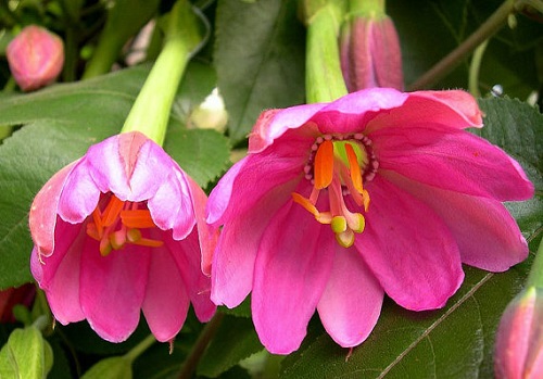 Passiflora MOLLISSIMA или Пассифлора Нежнейшая