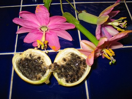 Passiflora MOLLISSIMA или Пассифлора Нежнейшая 