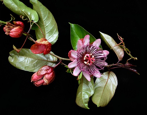 Passiflora AMBIGUA или Пассифлора Сомнительная