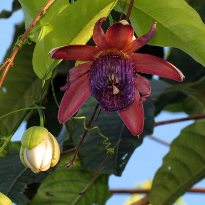 Passiflora AMBIGUA или Пассифлора Сомнительная