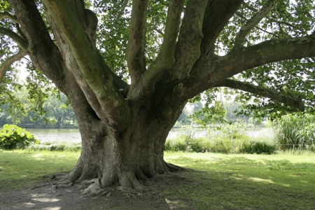 Platanus ORIENTALIS или Платан Восточный