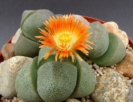 Pleiospilos NELII Schwantes или Плейоспилос Неля