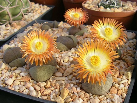 Pleiospilos NELII Schwantes или Плейоспилос Неля