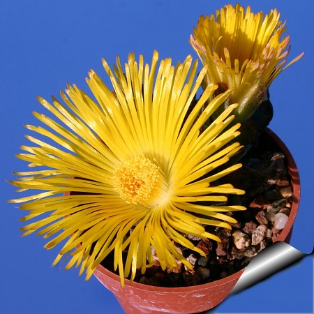 Pleiospilos SIMULANS или Плейоспилос Похожий