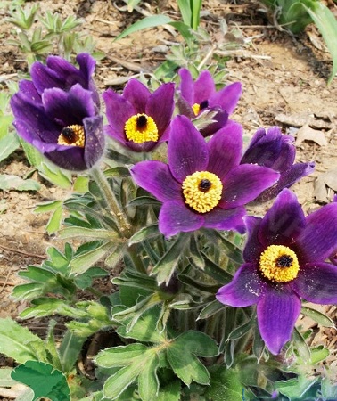 Pulsatilla CHINENSIS или Прострел Китайский