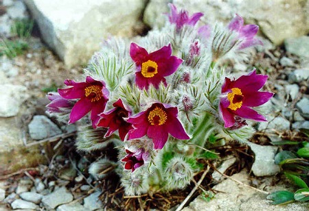 Pulsatilla CHINENSIS или Прострел Китайский