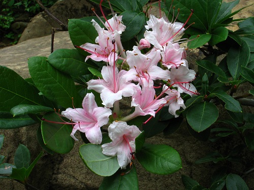 Rhododendron ARBORESCENS или Рододендрон Древовидный
