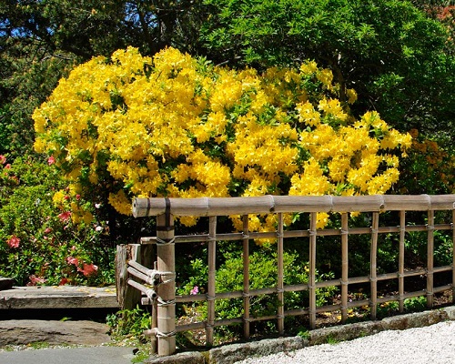Rhododendron LUTEUM или Рододендрон Желтый
