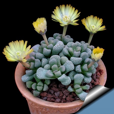 Titanopsis PRIMOSII или Титанопсис Примоси