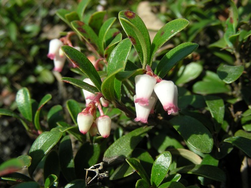 Arctostaphylos UVA-URSI или Толокнянка Обыкновенная