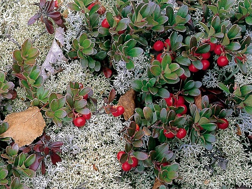 Arctostaphylos UVA-URSI или Толокнянка Обыкновенная