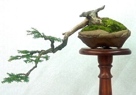 Tsuga CANADENSIS или Тсуга Канадская