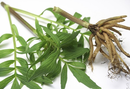 Valeriana OFFICINALIS или Валериана Лекарственная