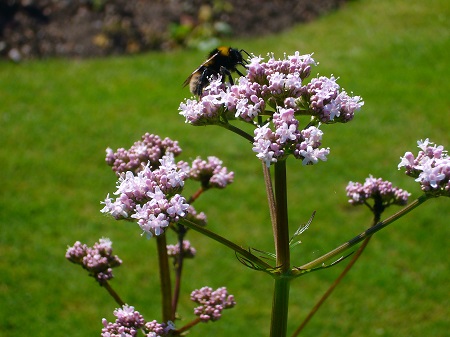 Valeriana OFFICINALIS или Валериана Лекарственная