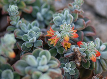 Echeveria COCCINEA f CRISTATA или Эхеверия Багряная