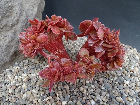 Echeveria FIMBRIATA или Эхеверия Бахромчатая