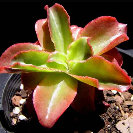 Echeveria FULGENS или Эхеверия Блестящая