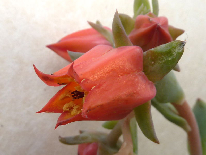 Echeveria FULGENS или Эхеверия Блестящая