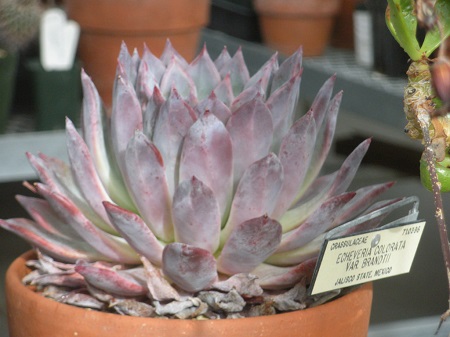 Echeveria COLORATA var BRANDTII или Эхеверия Цветная