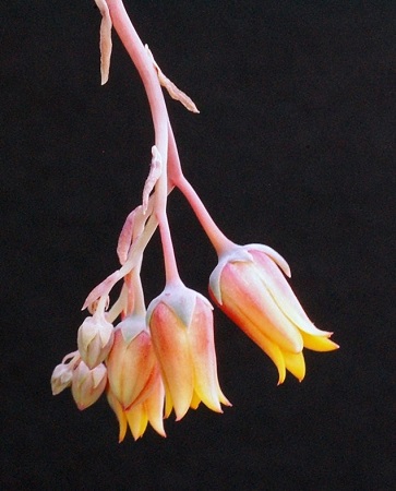 Echeveria COLORATA var BRANDTII или Эхеверия Цветная