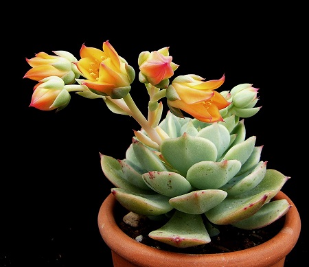 Echeveria DERENBERGII или Эхеверия Деренберга