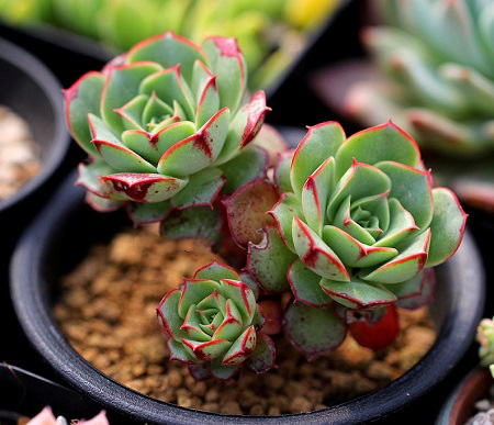 Echeveria LONGISSIMA или Эхеверия Длиннейшая