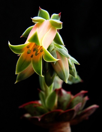 Echeveria LONGISSIMA или Эхеверия Длиннейшая