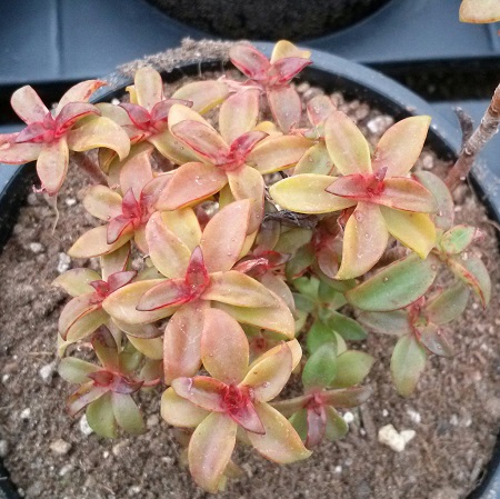 Echeveria GOLDMANII или Эхеверия Гольдмана