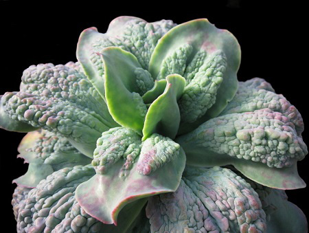 Echeveria GIBBIFLORA var. CARUNCULATA или Эхеверия Горбатоцветковая