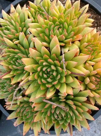 Echeveria CALDERONIAE или Эхеверия Кальдерона