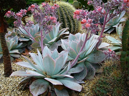 Echeveria CANTE или Эхеверия Канте