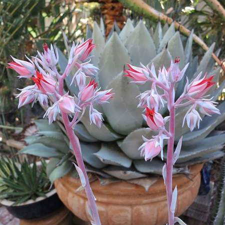 Echeveria CANTE или Эхеверия Канте