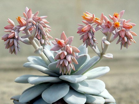 Echeveria LAUI или Эхеверия Лау