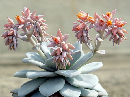 Echeveria LAUI или Эхеверия Лау