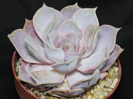 Echeveria LILACINA или Эхеверия Лиловая