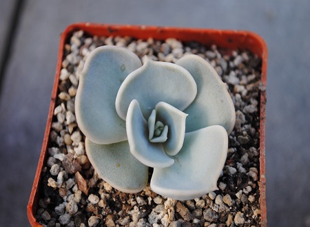 Echeveria LILACINA или Эхеверия Лиловая