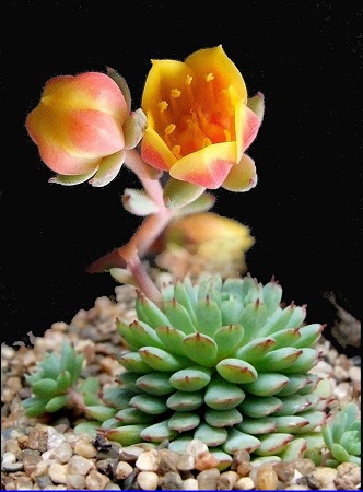 Echeveria MINIMA 