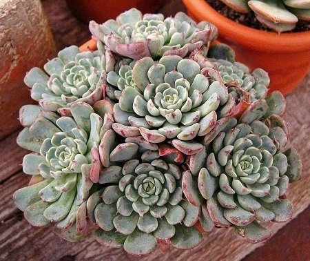 Echeveria MINIMA 