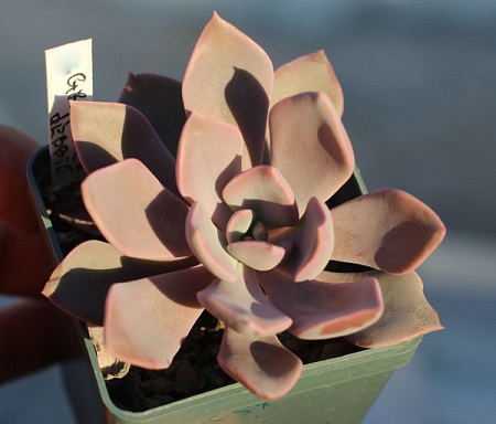 Echeveria CARNICOLOR или Эхеверия Мясоцветная