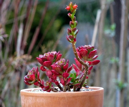 Echeveria MULTICAULIS
