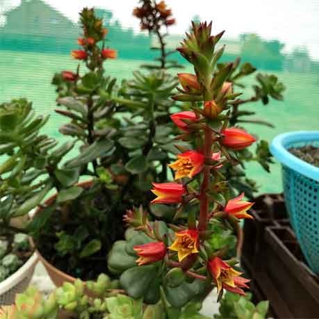 Echeveria MULTICAULIS