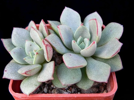 Echeveria MORANII или Эхеверия Морана